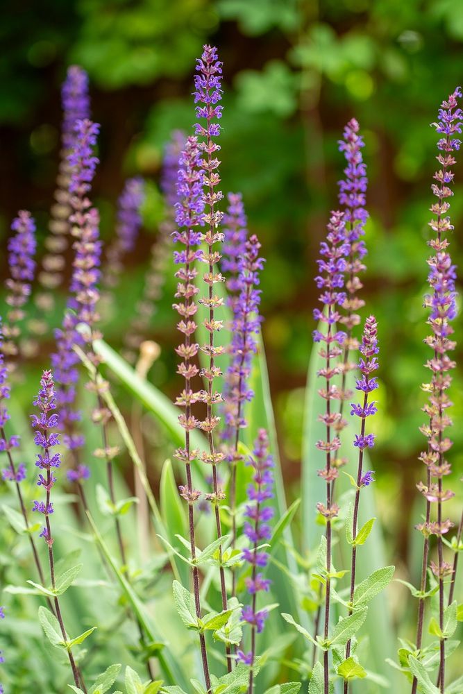 About a dozen tall purple salvia blooms spaced out in a corner of the garden.