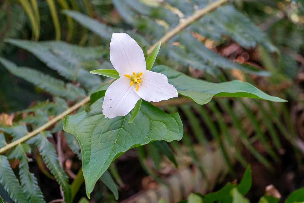 Trillium flower on the Tiger Mountain Trail
