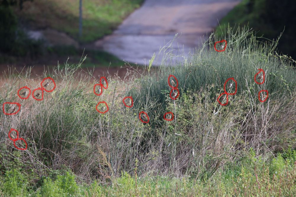 Dinou pardals amagats entre els arbustos, encerclats amb vermell