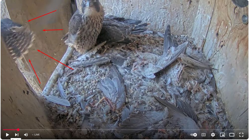 La cua del primer poll de falcó pelegrí que ha saltat del niu. No he pogut agafar una captura més maca del falcó volant per primer cop