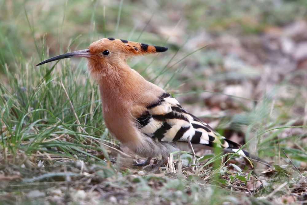 Una puput dreta damunt del terra descansa d'estar buscant cucs i em pregunta amb la mirada quanta estona més la penso perseguir amb la càmara