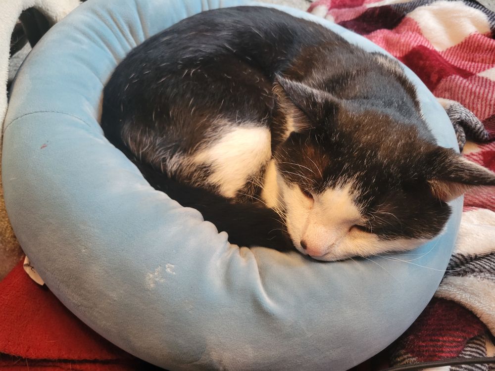 Tucker curled up in his bed