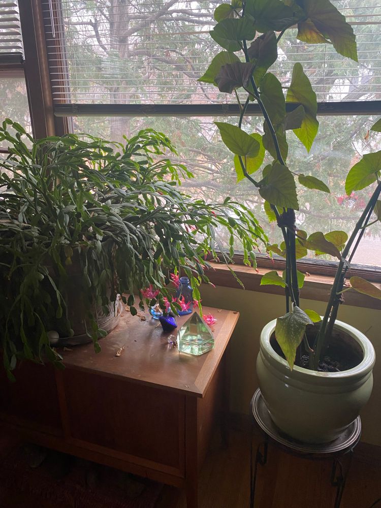 Too many plants that require tidying up