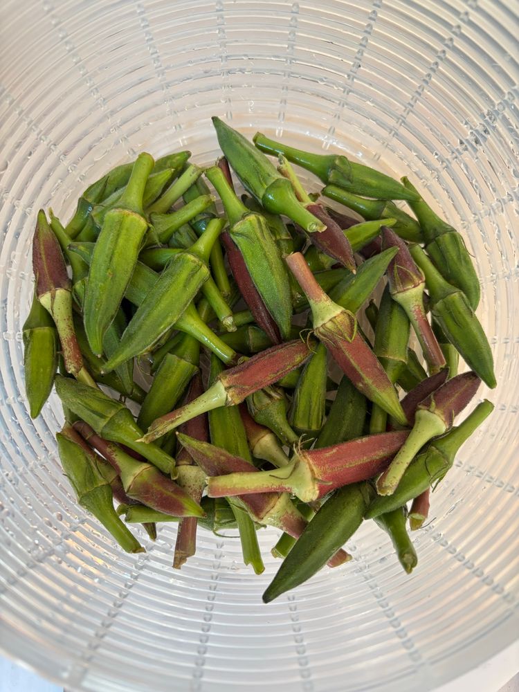 Fresh young okra