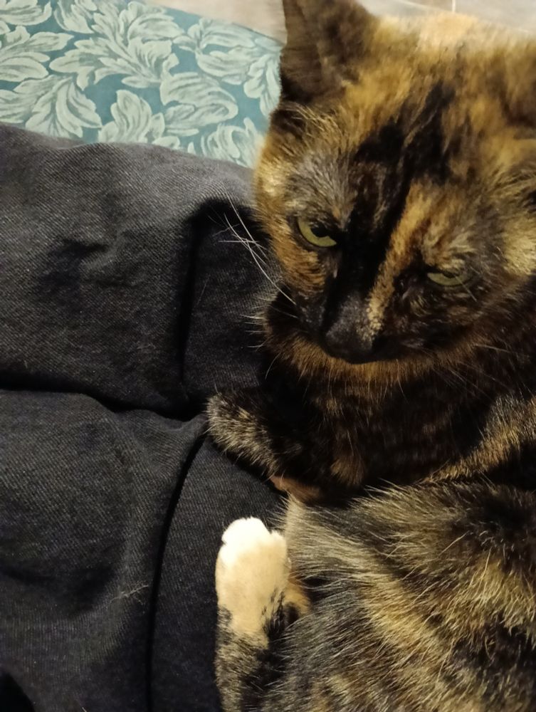 Close-up of a dark tortie cat curled up on someone's lap, displaying that one back paw is pale as though it has been dipped in very milky coffee.