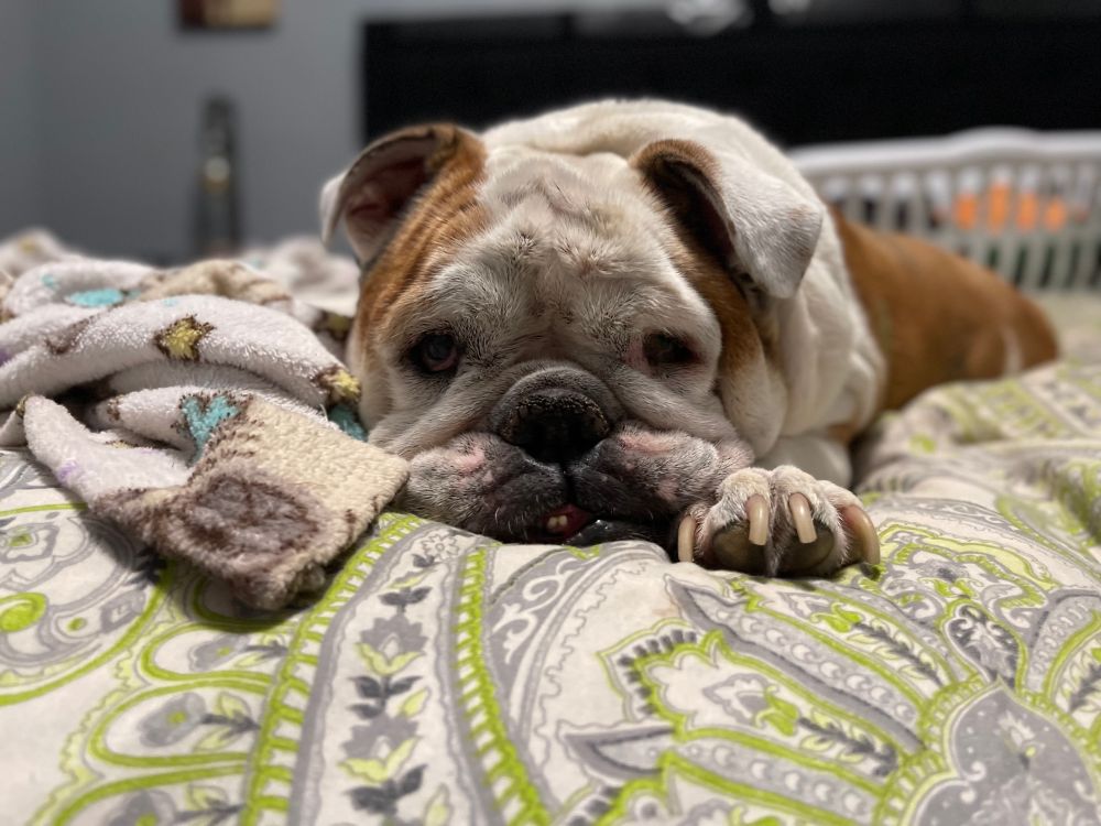 English bulldog laying on a bed