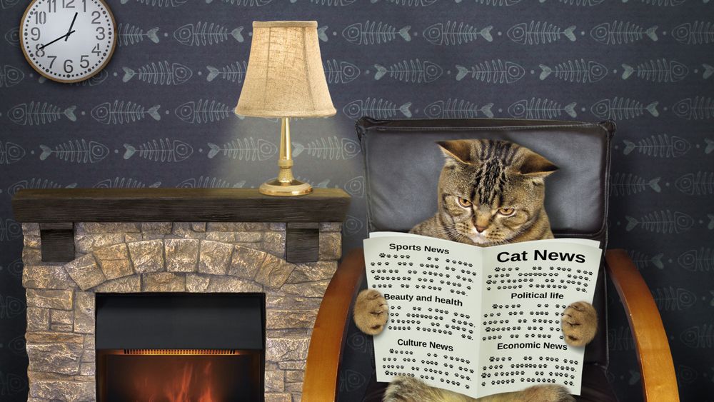 Cat reads a newspaper by a fireplace
