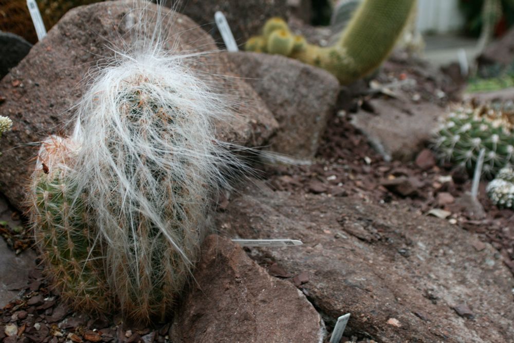 A pair of cactuses growing out of rocky ground, one small and one smaller. The larger of the two is nearly obscured by long white hairs that go in every direction. It reminds me of a muppet, or a person whose hair is being blown in many directions by the wind.