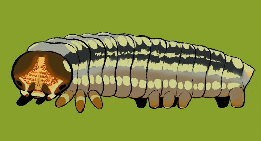 An unfinished drawing of a caterpillar crawling. Fullbody view