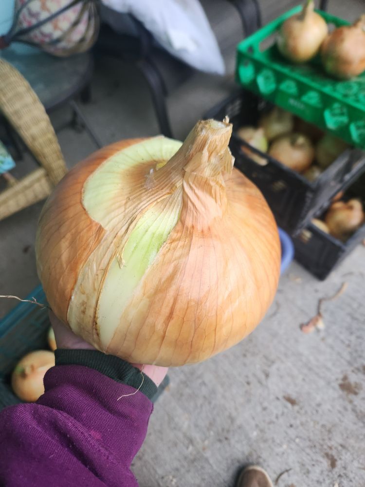 Large onion 