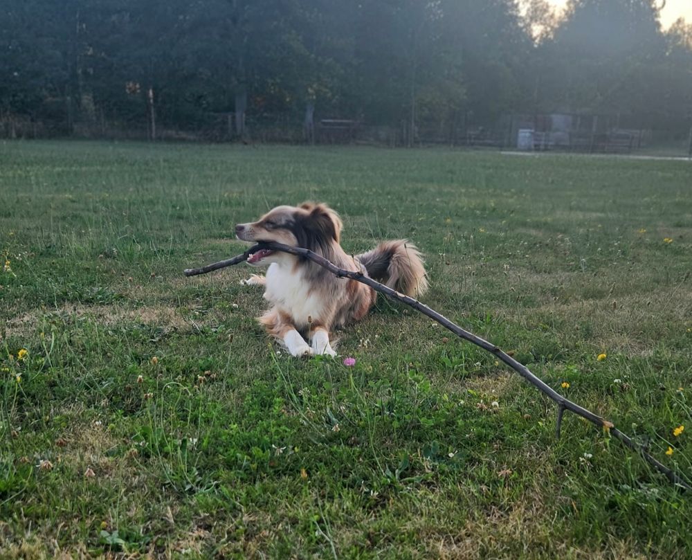 A brown and white dog laying on the grass. Her head is turned to the left, and she has a long stick in her mouth.