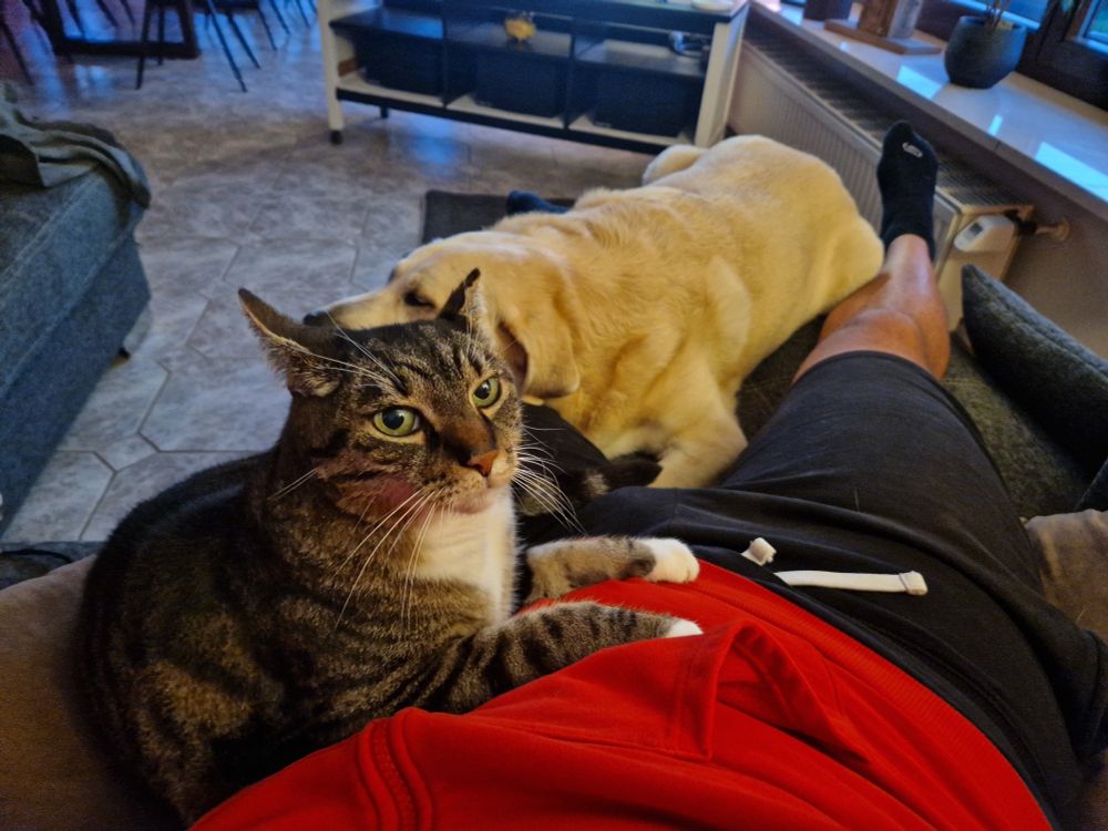 Katze auf dem Schoß. Sie schaut mich an.
Dahinter ein blonder Hund zu sehen