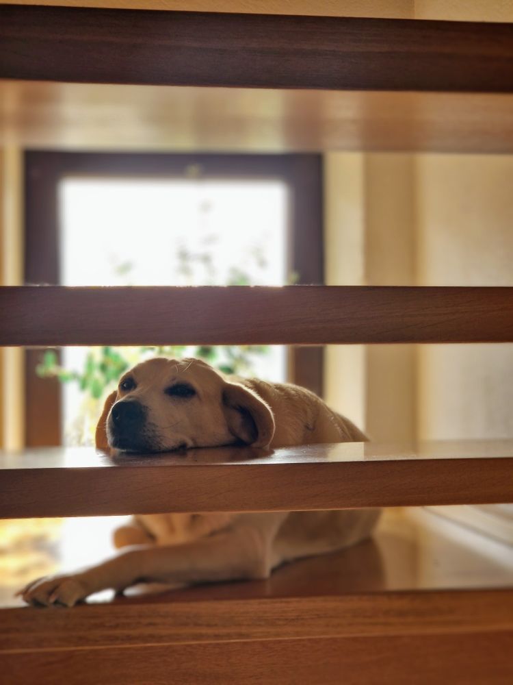 Blonder Labrador liegt auf der Treppe. Fotografiert durch die offenen Stufen.