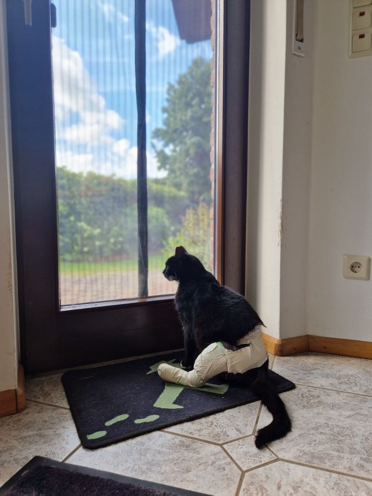 Eine schwarze Katze sitzt vor der verschlossen Tür auf dem Boden und schaut zum Fenster raus. Das linke Hinterbein ist komplett bandagiert.