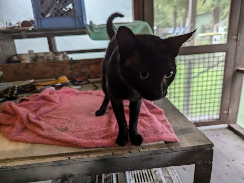 Skinny little black cat is standing on a workbench on a pink towel on a work bench on my porch. He is wide eyed, semi crouched, and unsure of himself.