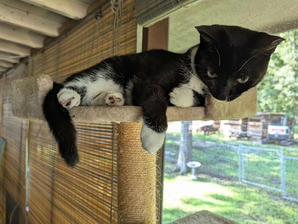Ear tipped 10m old tuxedo catten is glowering at me from her comfy position on an upper level of the cat tower on my porch. She's super comfortable, with one front paw loosely hanging down.