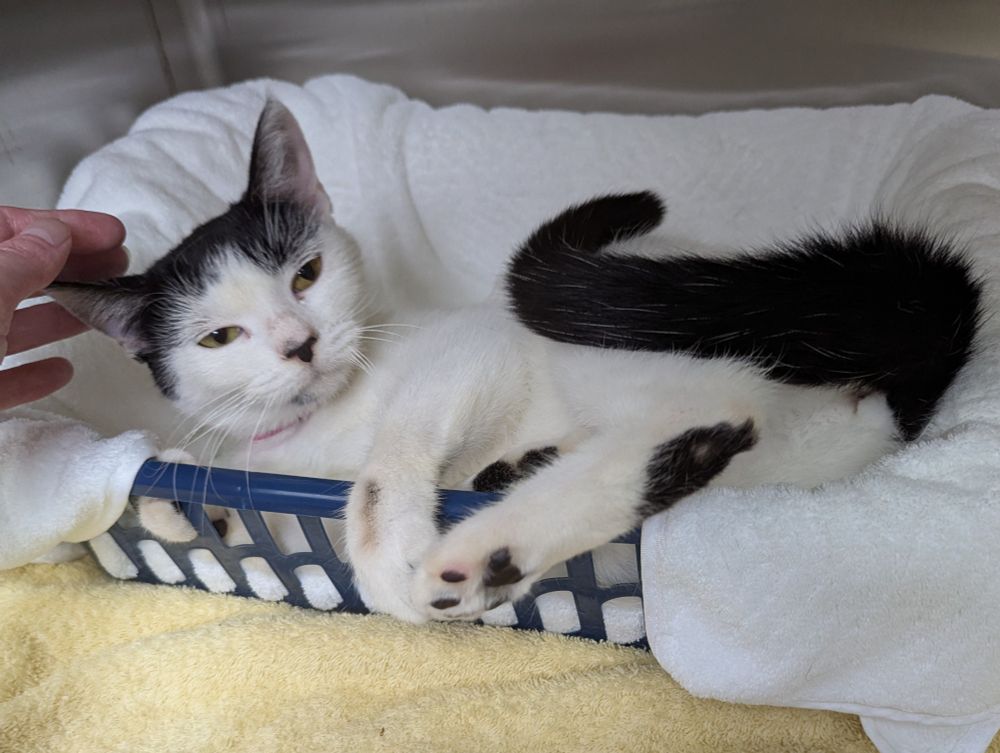 Little ~1 yr old cow kitty is sprawled in a blue plastic cat bed with a white towel in it. Her eyes are half open, and one back paw and one front paw are hanging over the side of the bed. 