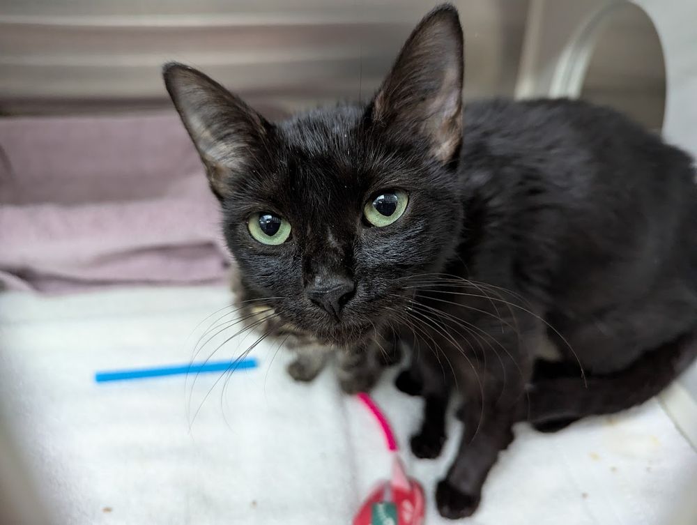 Lovely, though skinny, black cat with bright green eyes is looking up at me from her shelter kennel. Her two babies were behind her when I took this shot.