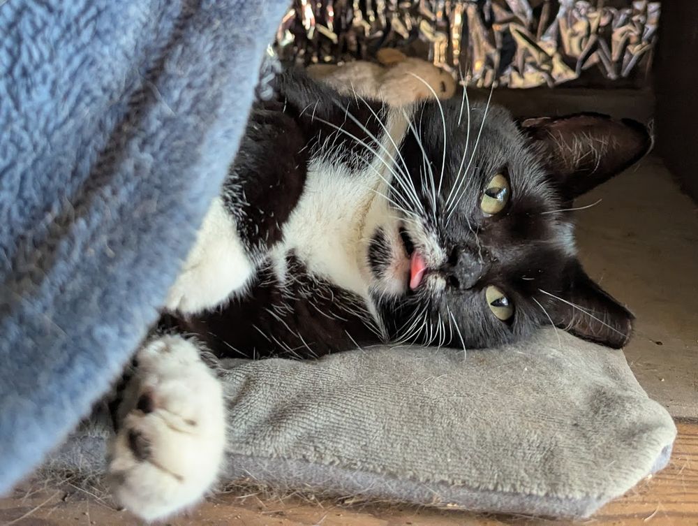 Small ear tipped tuxedo cat is lounging on her side in a little hidey hole in a workbench on my porch. She's lying on a grey self heating mat. Her eyes are open, but the tip of her pink tongue is sticking out of her mouth, and is a little bit curled. In this pic her face is scrunched up as she does a Big Stretch of her front paws towards the camera.