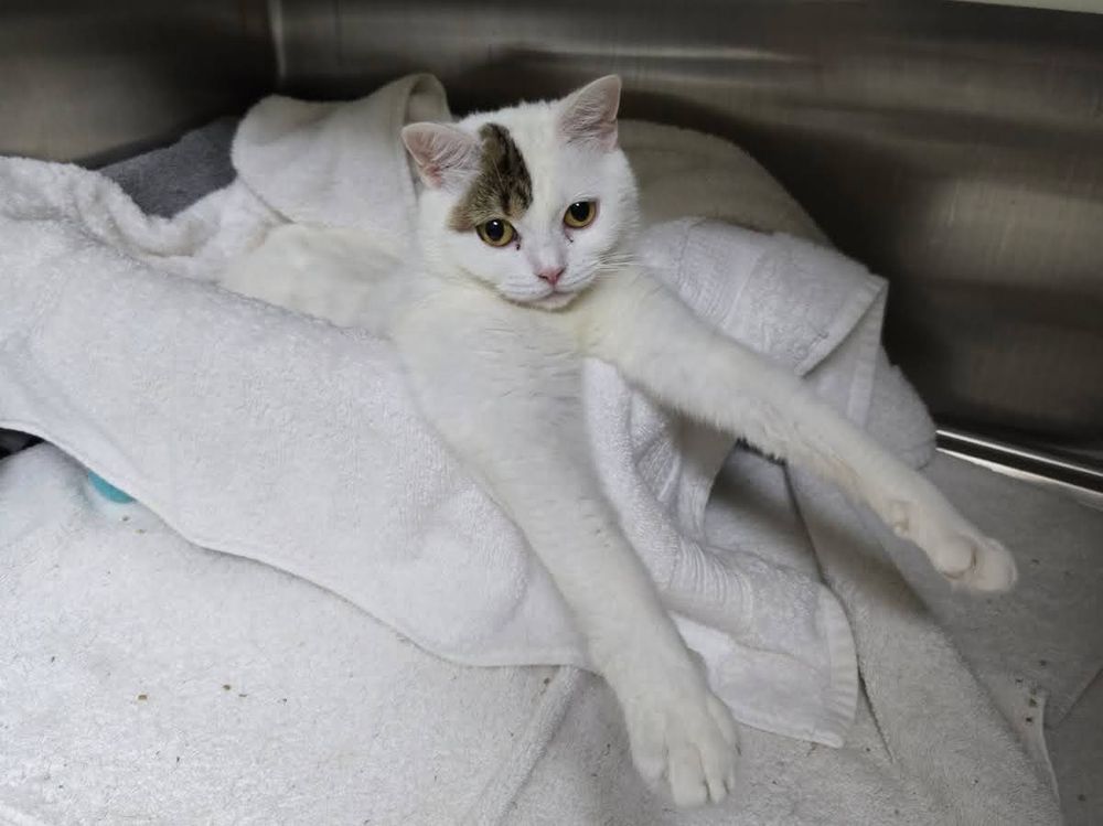 A normally round looking white cat with a brown tabby patch over her right eye. She is lounging in a cat bed covered by a white sheet, with her front legs stretched straight out. Her front legs are so long, they don't look like they belong to her.