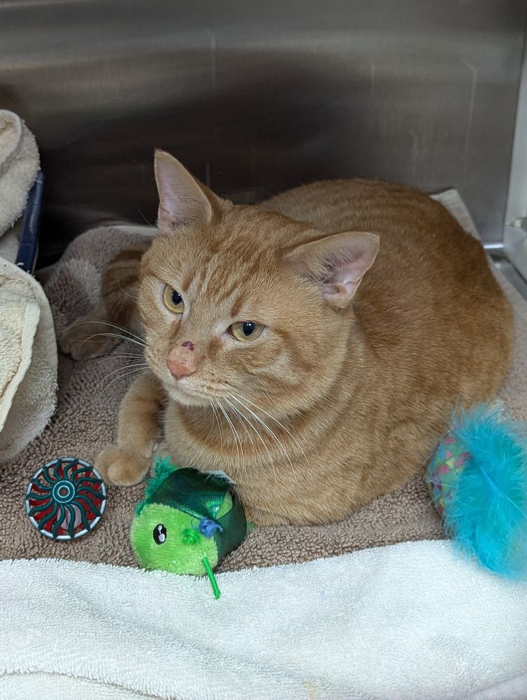 Orange tabby cat is loafed in his shelter kennel, surrounded by various brightly colored cat toys. He's looking up at me and setting one front paw on his white towel as if he's about to stand up. He has a small wound on the bridge of his nose. 