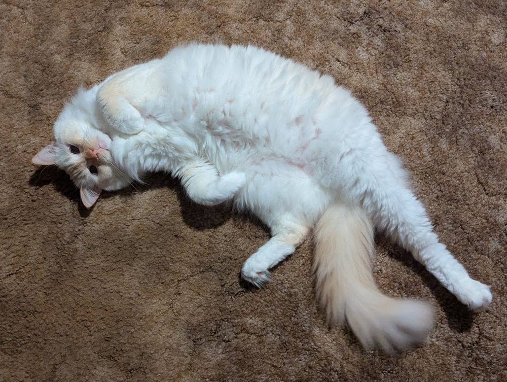 Grady cat! A floofy cream and orange flame point ragdoll kitty is sprawled on my brown carpet, midway through rolling over. His belly is showing and one of his paws is curled up by his chest.