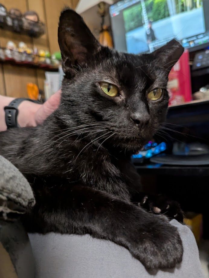 Ear tipped black cat is stretched out on my lap, with one paw curled down over my knee. Pic is from his front. He's sitting up straight and just generally looking impressively regal in this shot.