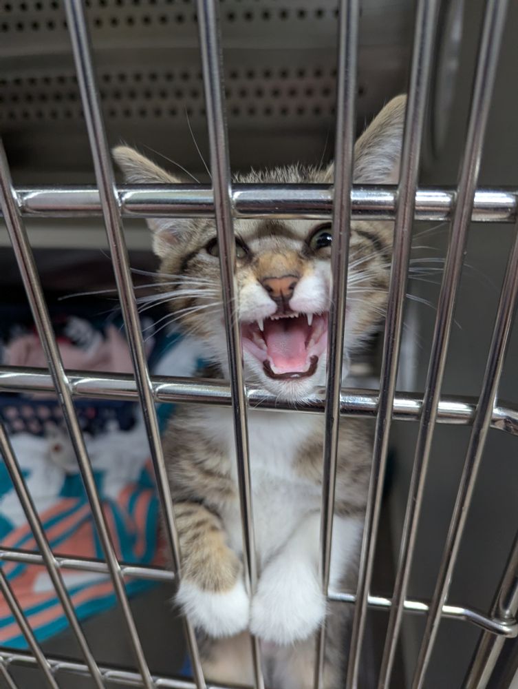 Little brown and white tabby kitten is climbing the barred door of his cage. His mouth is wide open, yelling and showing his teeth. 