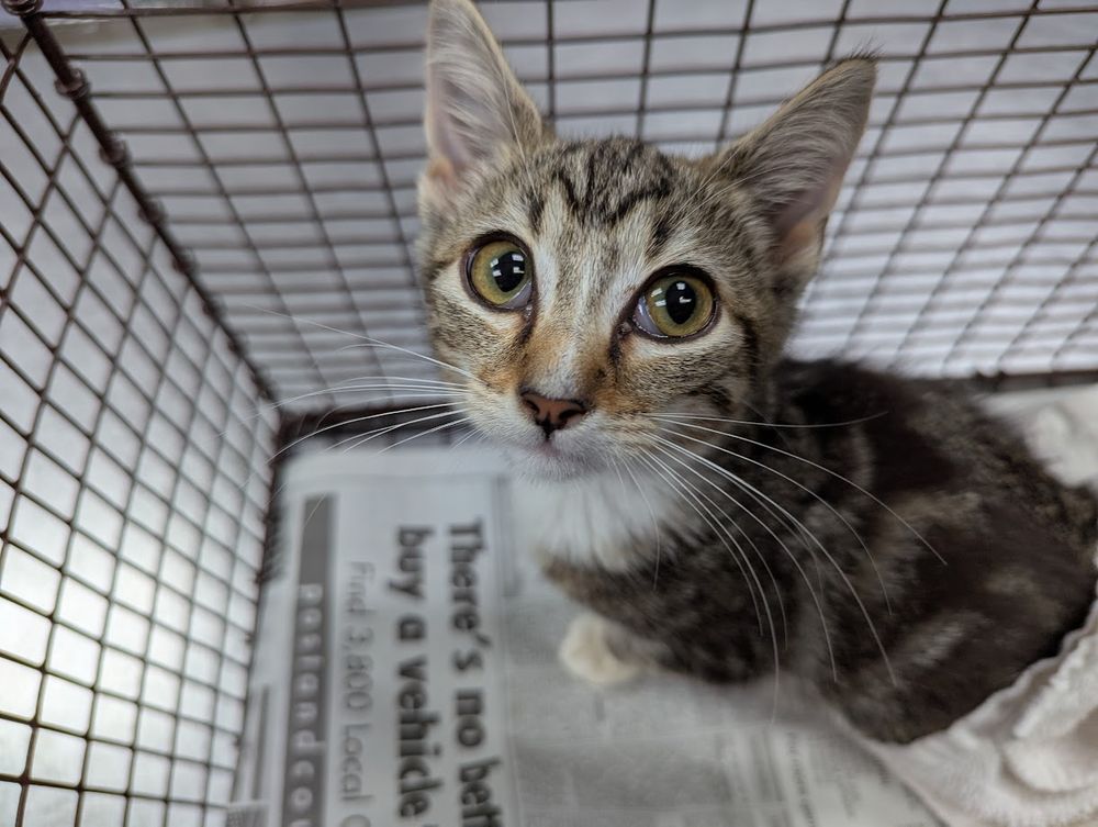 Little brown and white tabby kitten in a shelter transfer cage. The picture is focused on her face looking up at me, with huge unsure eyes that are a little goopy and have a bit of the third eyelids showing.