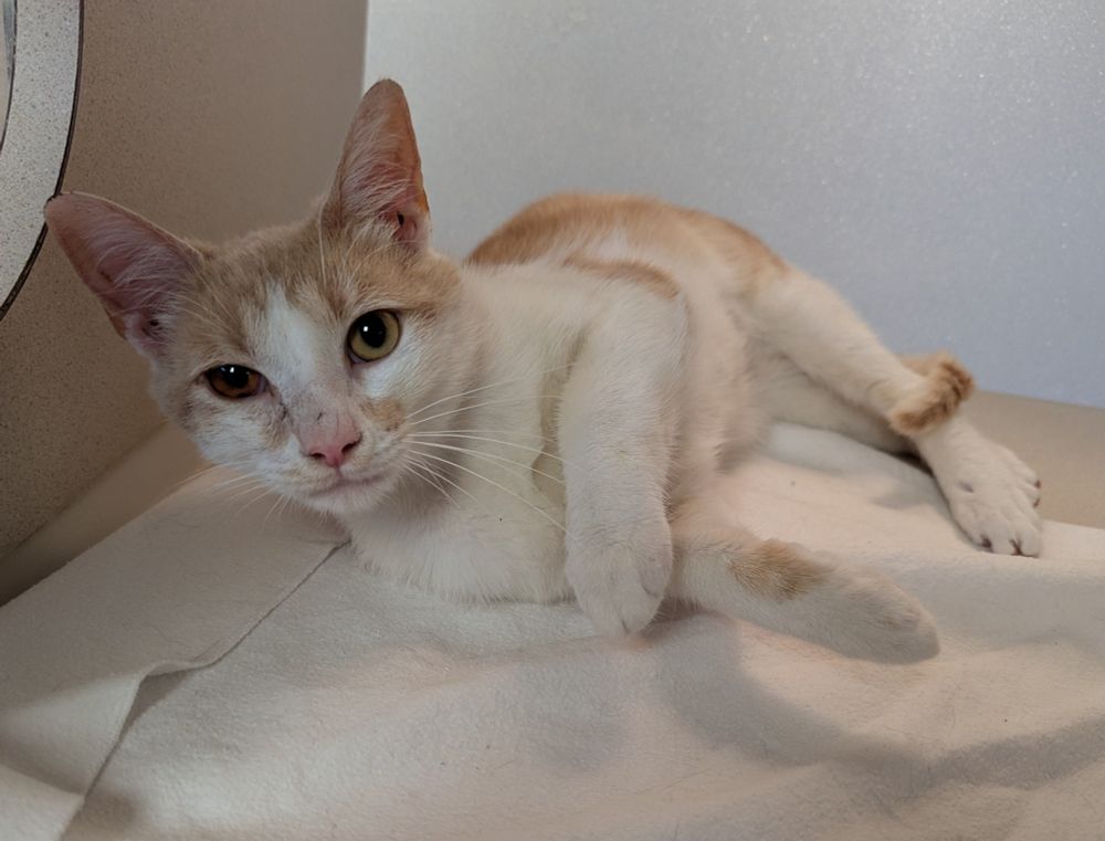 Little mostly white, orange and white tabby. He's lying on his side on a white towel in a cubby in our free roam room, with the tip of his tail wrapped around one back leg. His right eye is still red, but looking much better than when he came in. His head is raised and he's looking at me. 