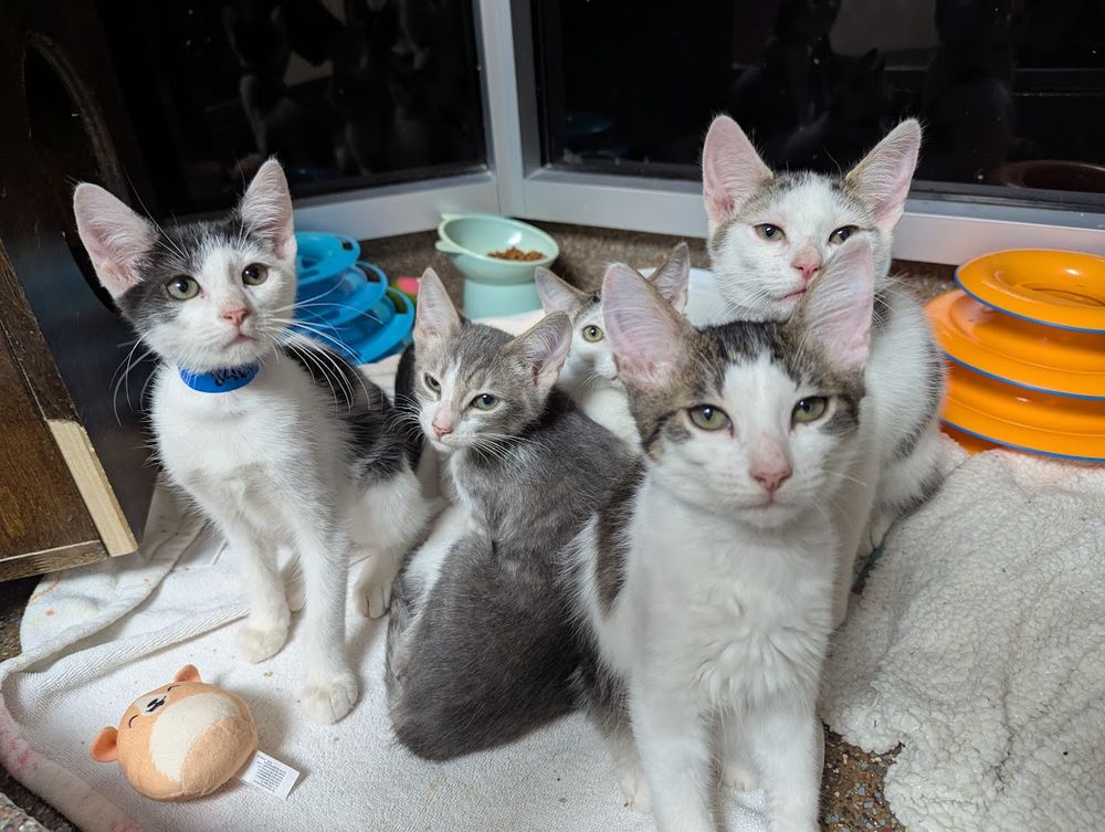 Five kittens, varies shades and patterns of grey/white tabby and brown/white tabby. They're sitting up an looking at me expectantly. Various cat toys and a blue and an orange ball tower are scattered around them.
