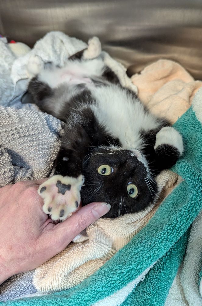 Two month old black and white kitten is on her back in a nest of towels in her shelter kennel. I'm petting her head, and she's reaching out one paw towards me and showing beans. 