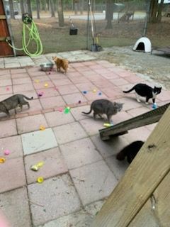 Multiple cats in an outdoor cat enclosure. An orange tabby, two brown tabbies, a tuxedo, and a black cat. Many plastic Easter eggs are strewn about, they all used to have treats inside. 