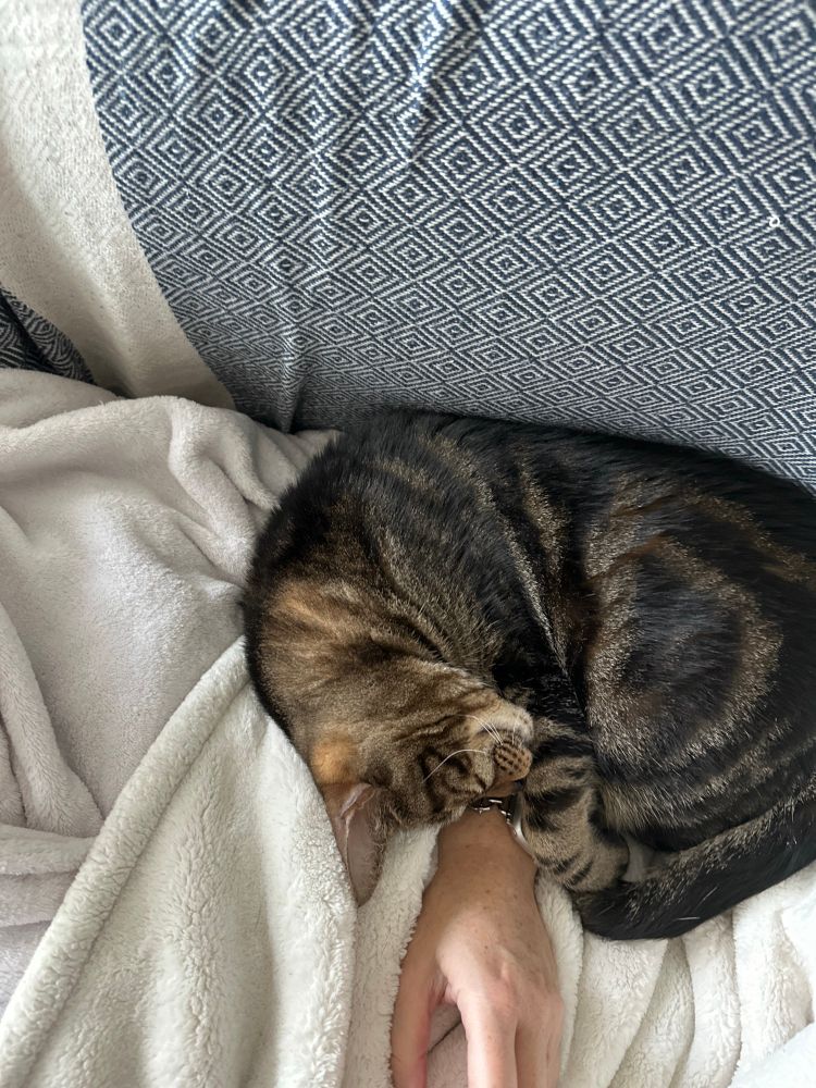 He’s now shifted a bit and is sleeping on the top of his head like only cats can. My left arm is trapped under him. 