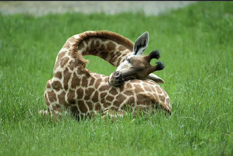 A baby giraffe sleeping on a green lawn, its little neck turned so that it's head with its fuzzy ossicones is laying on its hip/butt area. My neck hurts just looking at it, but hey, little giraffe, you do you.