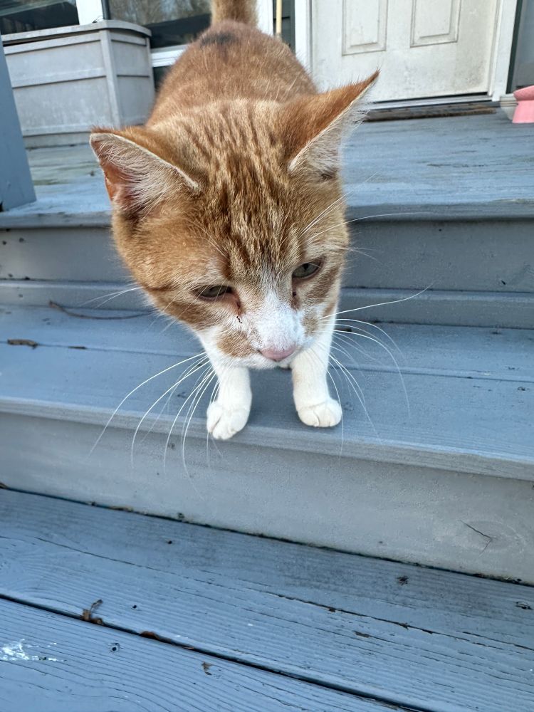 A closeup of an orange and white kitty on my front steps. 
