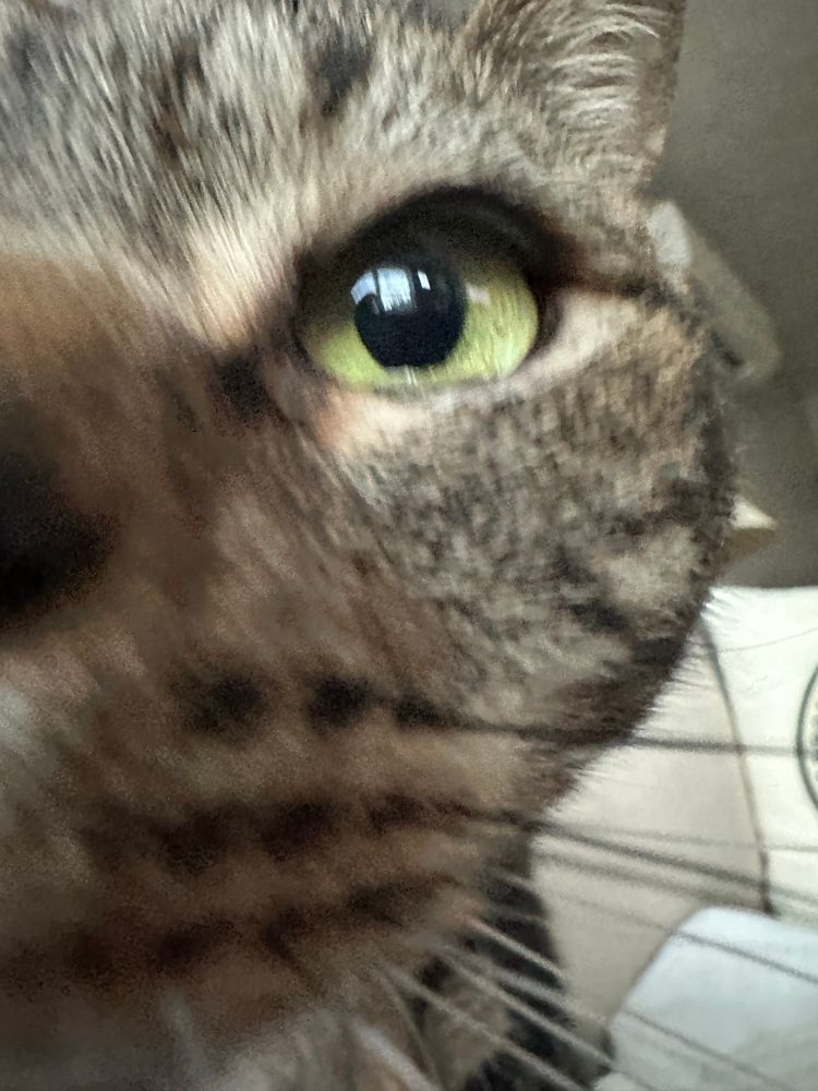 An extreme close up of the left half of my tabby cat’s face as if he’s sniffing what ever it is you have there. 