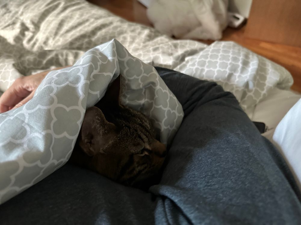 My tabby kitty snuggled up next to me under a grey and white duvet so that only his little face and ears are visible. 