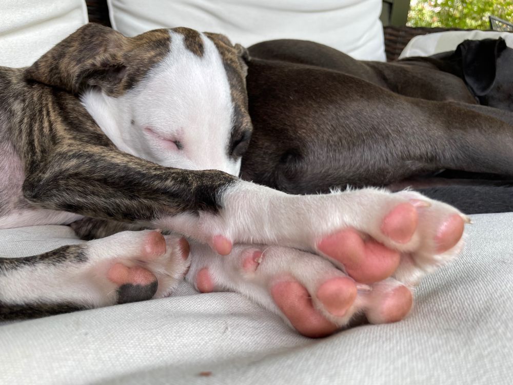 Small brown and white puppy snoozing next to a larger black dog. The puppy’s pink paw pads are facing the camera and his paws look enormous. 