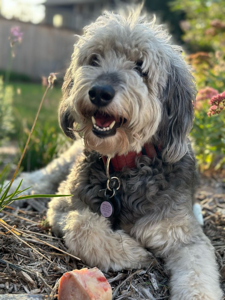 Dopey dog having a good day