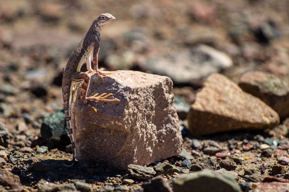Western Zebra Tailed Lizard thermoregulating on a hot day Cave Creek, AZ May 22, 2017