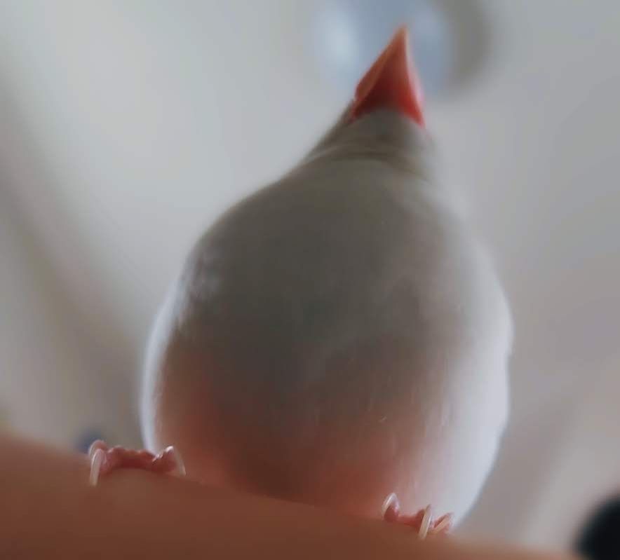下から見た文鳥2