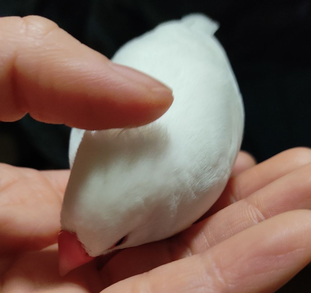 カキカキされる文鳥