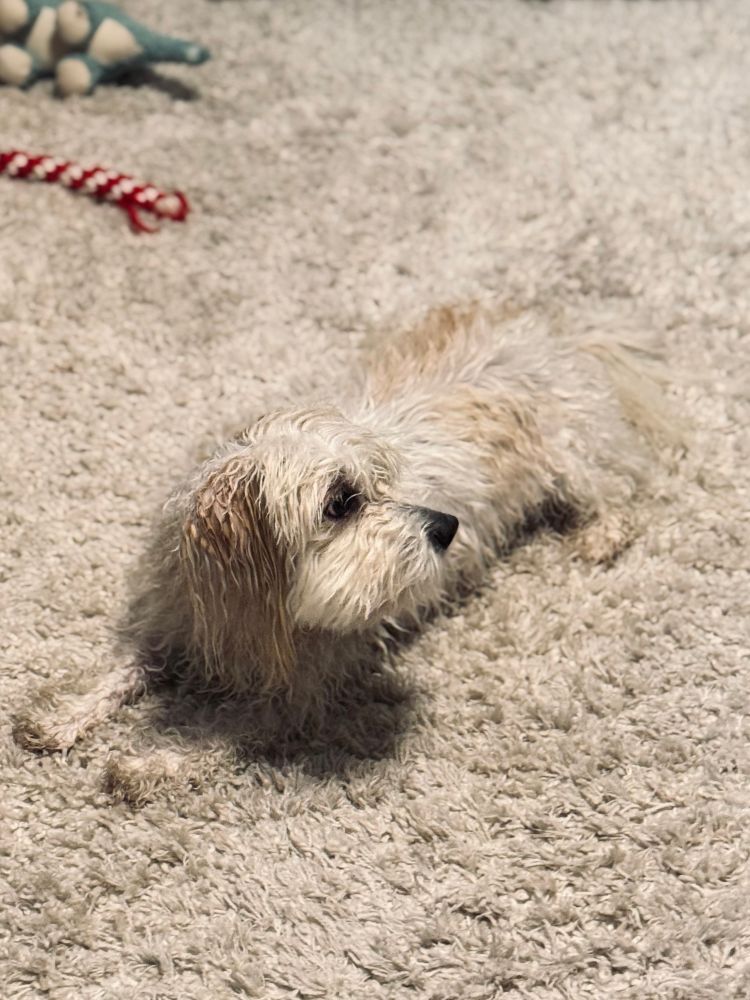 A small wet dog blends into the shag carpet like camouflage 😂