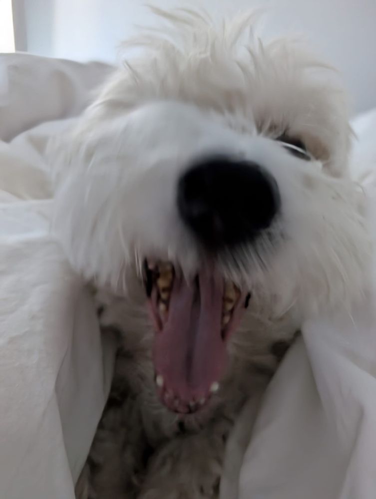 Comet being all teeth in the morning 