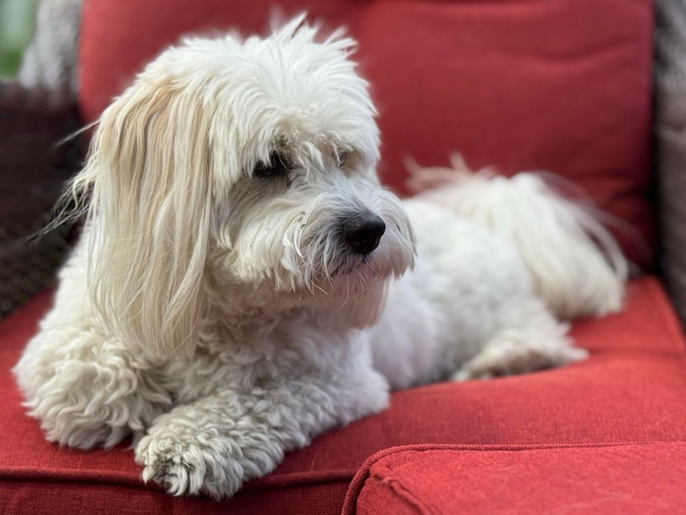 Fluffy white dog on a red cushion 