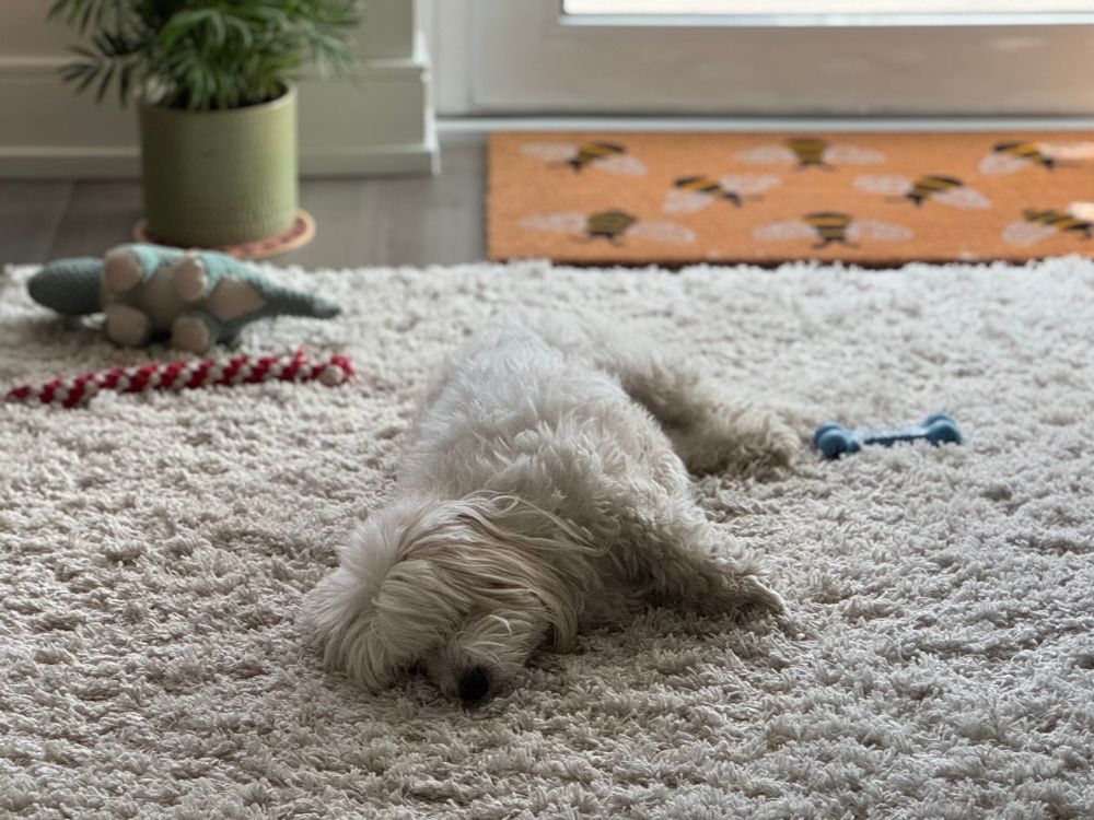 Comet chilling on the rug 