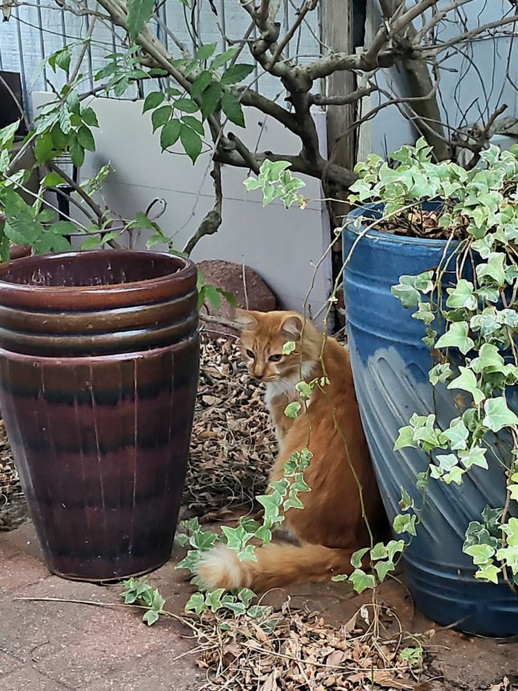 Orange cat sitting between two ceramic pots outside