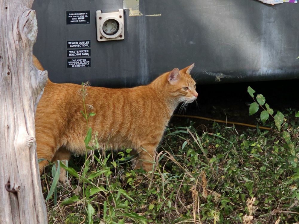 Orange cat