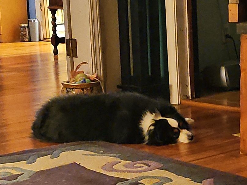 Dog lying on the floor in the shape of a seal
